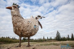 ALJ_Chicken