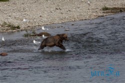 ALJ_Katmai NP_medvědi