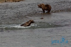 ALJ_Katmai NP_medvědi