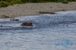 ALJ_Katmai NP_medvědi
