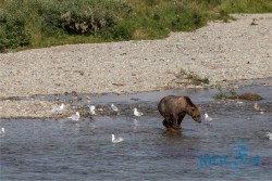 ALJ_Katmai NP_medvědi