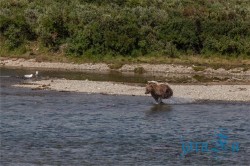 ALJ_Katmai NP_medvědi