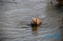 ALJ_Katmai NP_medvědi