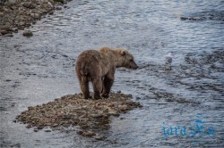 ALJ_Katmai NP_medvědi