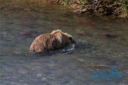 ALJ_Katmai NP_medvědi