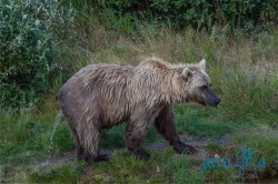 ALJ_Katmai NP_medvědi