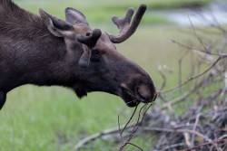 ALJ_Kenai_Anchorage