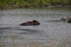 ALJ_Kenai_Anchorage