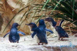 AUS_Aqua park