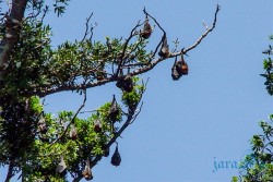 AUS_Botanic Garden