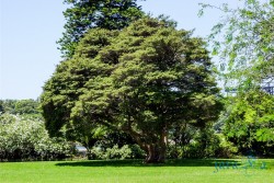 AUS_Botanic Garden