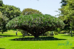 AUS_Botanic Garden
