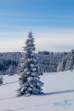 CZ_Šumava