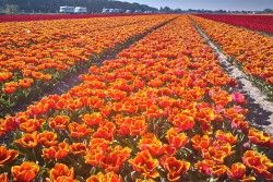 Amsterdam okolí