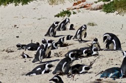 JAR_Simon's Town