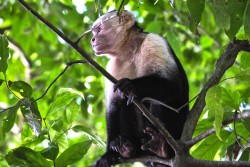 Kostarika_NP Manuel Antonio