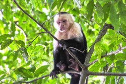 Kostarika_NP Manuel Antonio
