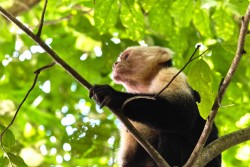 Kostarika_NP Manuel Antonio