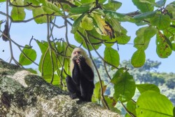Kostarika_NP Manuel Antonio