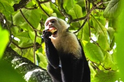 Kostarika_NP Manuel Antonio