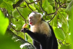 Kostarika_NP Manuel Antonio