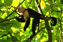 Kostarika_NP Manuel Antonio