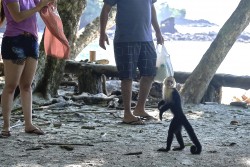 Kostarika_NP Manuel Antonio