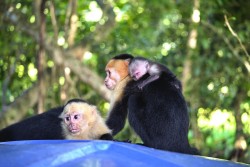 Kostarika_NP Manuel Antonio