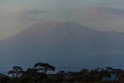 Kena_Amboseli