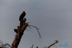 Kena_Amboseli