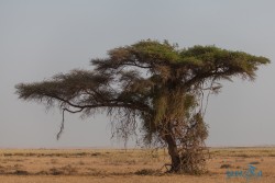 Kena_Amboseli