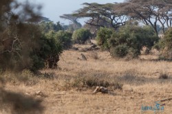 Kena_Amboseli