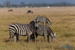 Kena_Amboseli