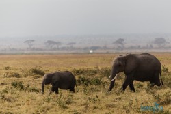 Kena_Amboseli