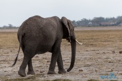 Kena_Amboseli