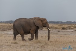 Kena_Amboseli