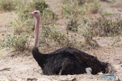 Kena_Amboseli