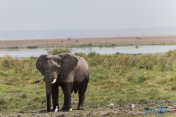 Kena_Amboseli