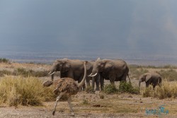 Kena_Amboseli