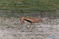 Kena_Amboseli