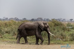 Kena_Amboseli