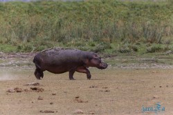 Kena_Amboseli
