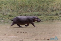 Kena_Amboseli