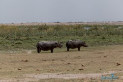 Kena_Amboseli