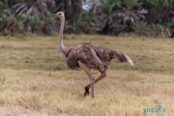 Kena_Amboseli