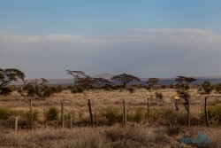 Kena_Amboseli