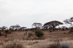 Kena_Amboseli