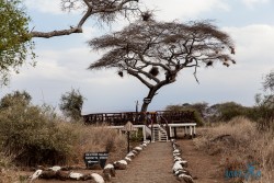 Kena_Amboseli