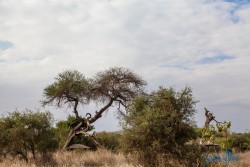 Kena_Amboseli