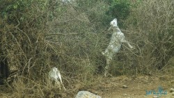 Kena_Amboseli_Tsavo